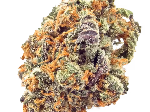 Mimosa
